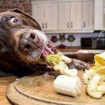 Cómo controlar la obsesión de mi perro por la comida