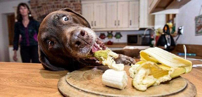 mi perro tiene obsesion por la comida - Cómo controlar la obsesión de mi perro por la comida