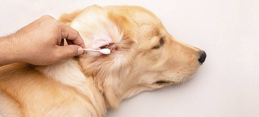 mi perro tiene una oreja levantada y la otra no - Por qué mi perro tiene una oreja caída Cómo corregirlo