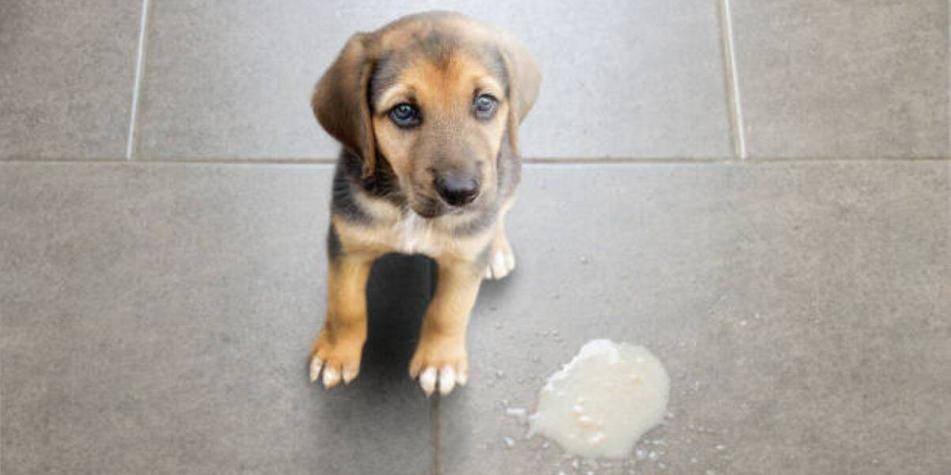 mi perro tose y vomita flemas blancas - Vómito blanco en perros: causas y tratamientos eficaces