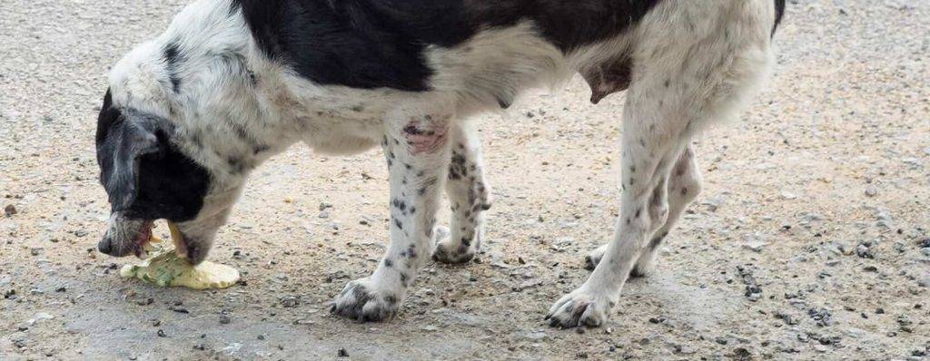 mi perro vomita 12 horas despues de comer - Por qué mi perro vomita tanto tiempo después de comer