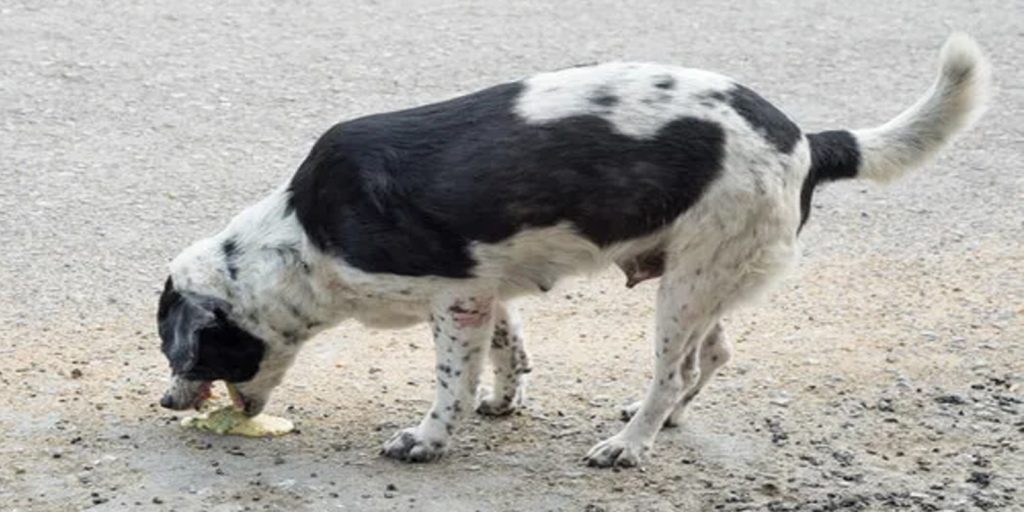 mi perro vomita amarillo que le puedo dar - Qué origina vómitos amarillos en perros y cómo tratarlos