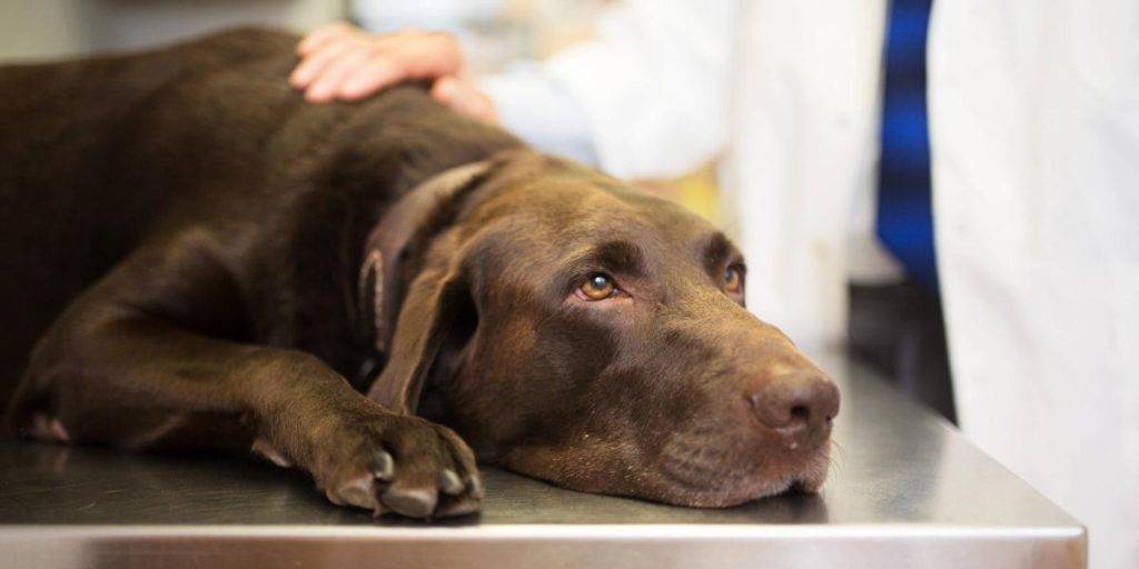 mi perro vomita sangre remedios caseros - Cómo tratar vómito con sangre en perros en casa