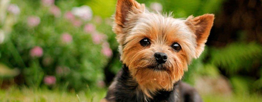 mi yorkshire tiene el pelo muy feo - Cómo se debe cuidar el pelo de un Yorkshire Terrier