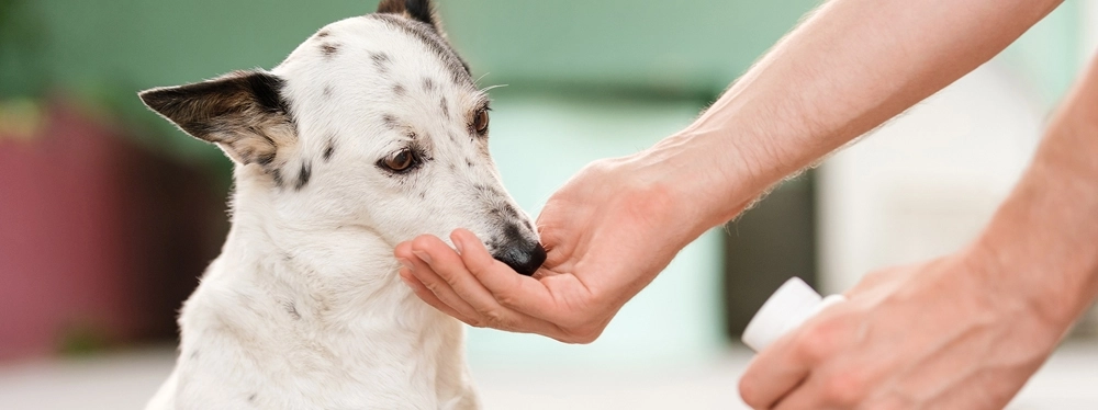 miastenia gravis en perros - Qué es la Miastenia gravis en perros y cómo se trata