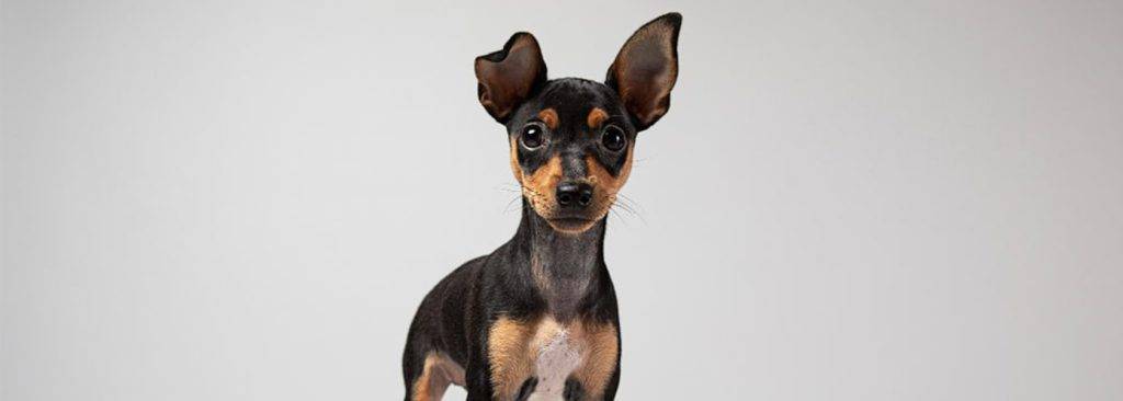 mini pincher tamano y peso - Mini Pinscher: Origen, Tamaño, Carácter y Cuidados