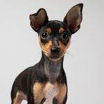 Mini Pinscher: Origen, Tamaño, Carácter y Cuidados