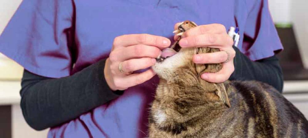 minipres gatos - Qué se debe saber sobre el uso de la prazosina en gatos