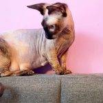 Qué características distinguen al gato Minskin