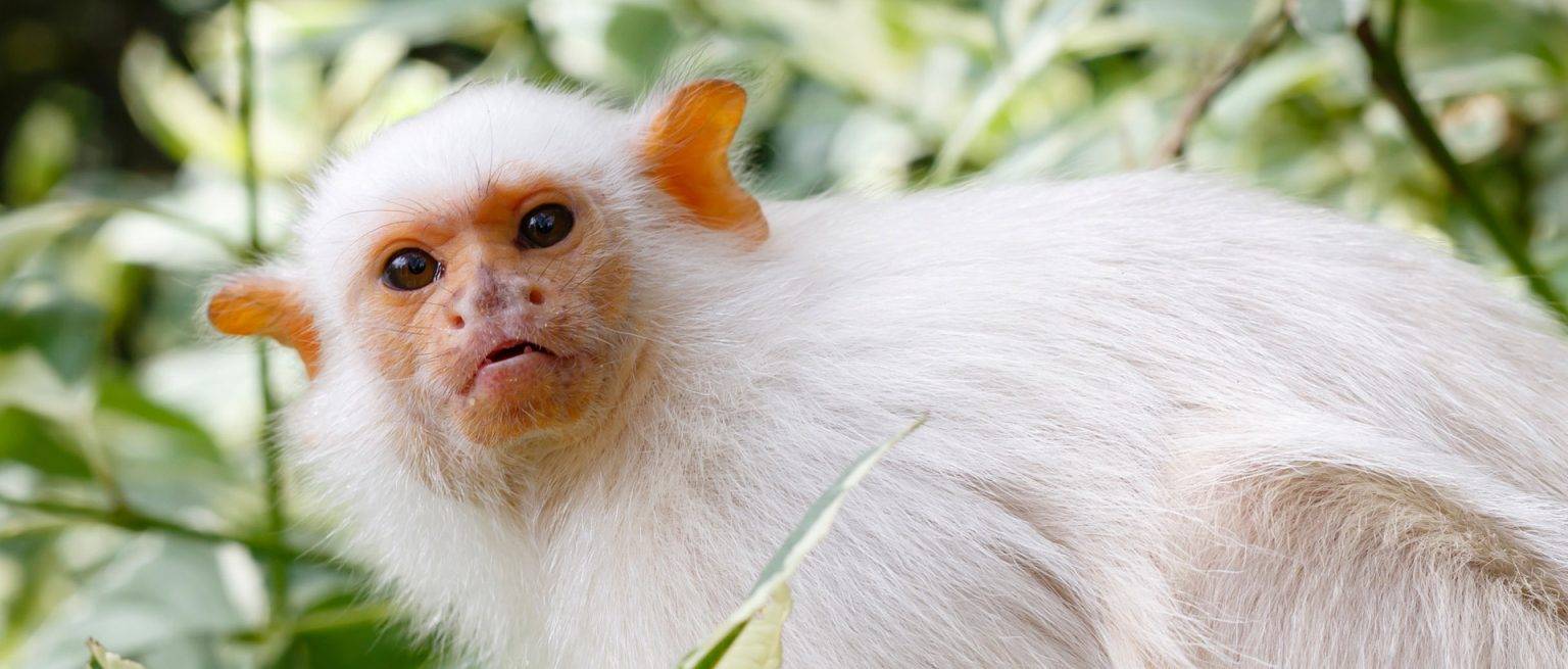 Es legal y ético tener un mono tití como mascota en casa