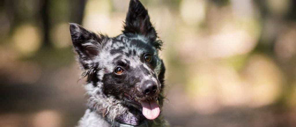 mudi - Cómo cuidar y cuáles son las características de un perro Mudi