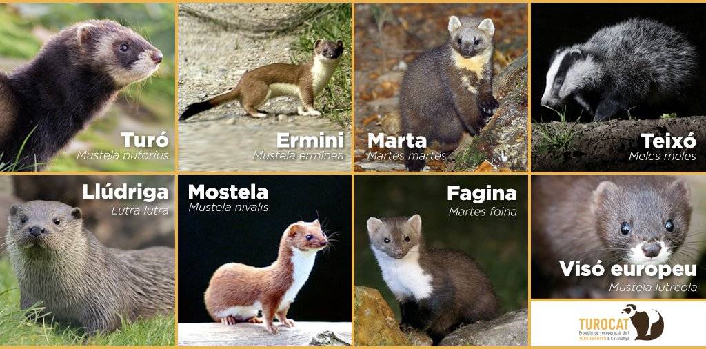 mustelidos clasificacion inferior - Mustélidos: Clasificación, Características y Ejemplos