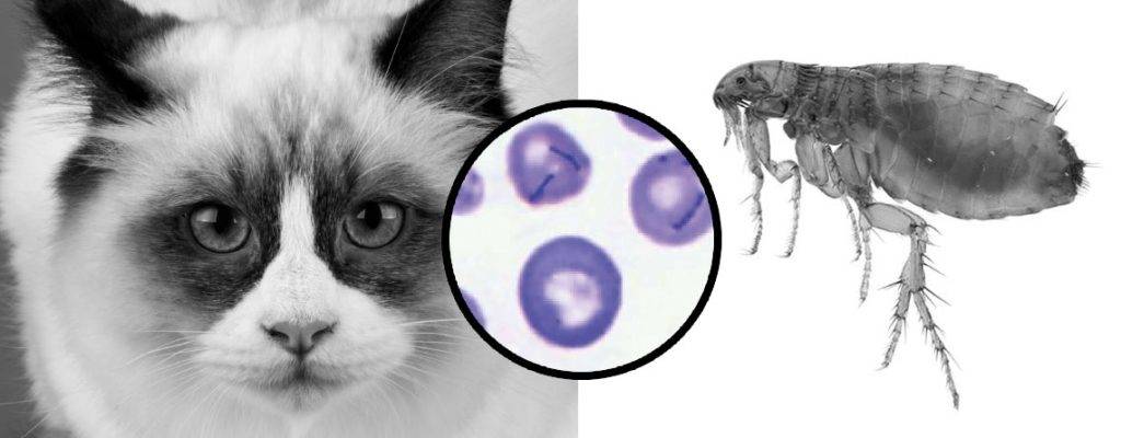 mycoplasma gato - Mycoplasma en gatos: causas, síntomas y transmisión