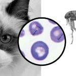 Mycoplasma en gatos: causas, síntomas y transmisión