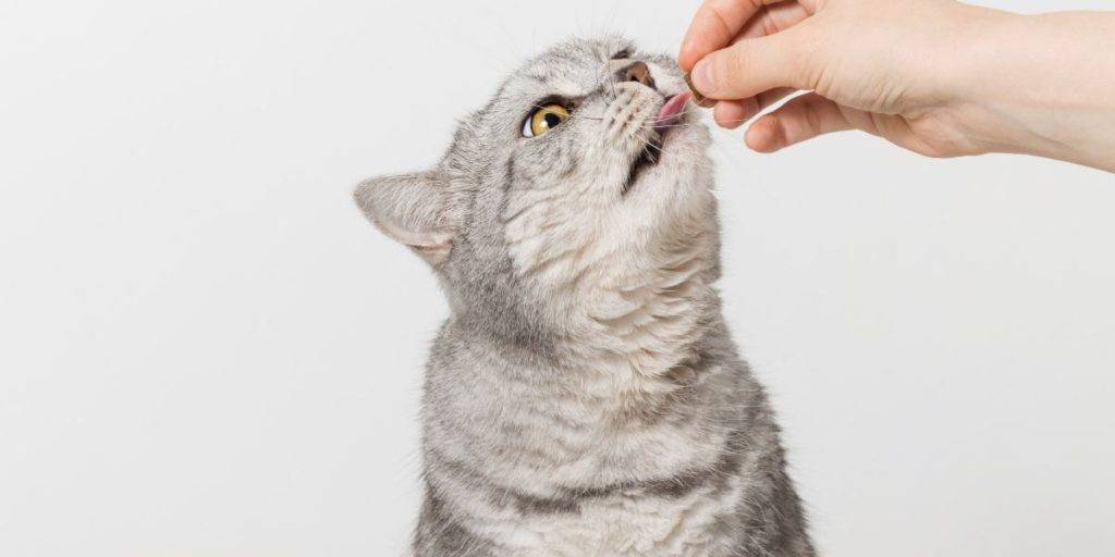 nolotil para gatos - Cómo administrar Nolotil a los gatos de forma segura