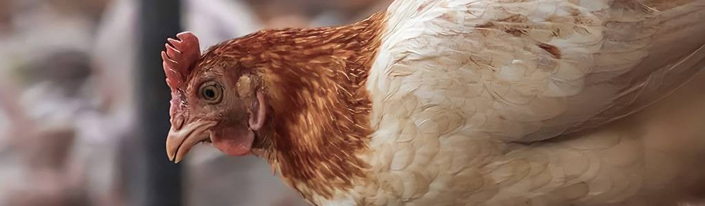 nombre de gallina - Necesitas ideas originales para nombrar a tus aves de corral