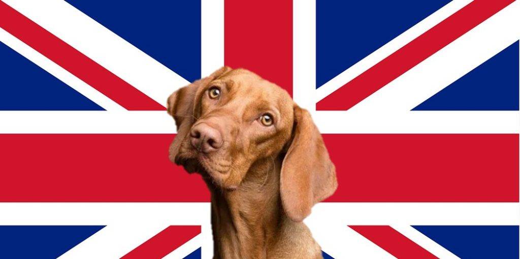 nombre de perrita en ingles - Buscas nombres únicos para perros pequeños en inglés