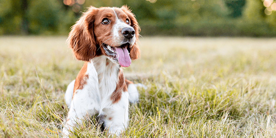 nombre de perritas graciosos - Necesitas nombres divertidos para perros ¡Aquí tienes 100 ideas graciosas!