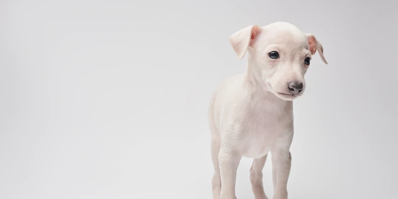 nombre de perro en italiano - Cuáles son los nombres de perro más populares en Italia