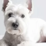 Necesitas ideas de nombres para perros de color blanco