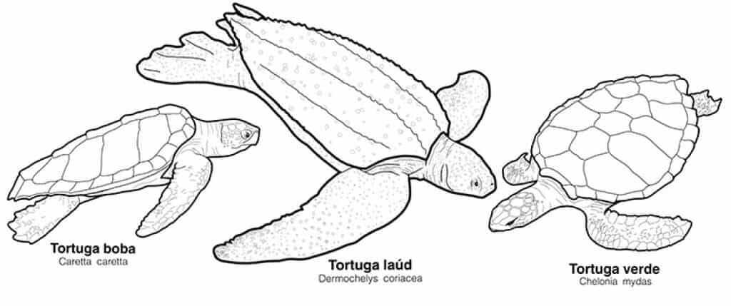 nombre de tortugas - Nombres creativos, tiernos y originales para tortugas hembra