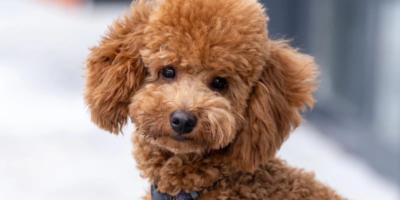 nombre para caniche - Buscas nombres para perros caniches machos y hembras