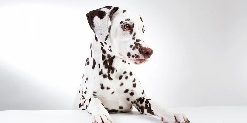 nombre para dalmata - Cuál sería un buen nombre para un perro dálmata