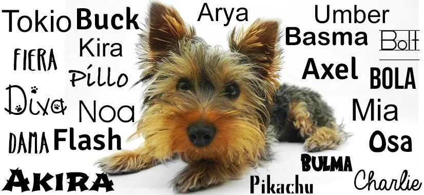 nombre para perro yorkie - Necesitas ideas para nombrar a tu perro Yorkshire