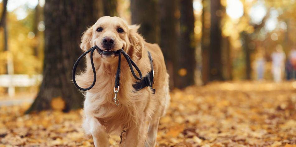 nombre para un golden retriever - Necesitas ayuda para elegir un nombre para tu Golden Retriever