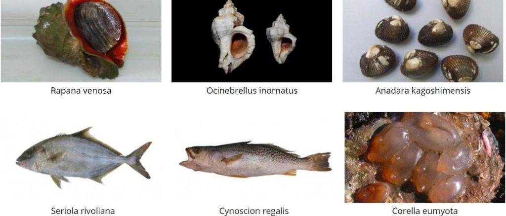 nombres de animales en gallego - Nombres gallegos auténticos y originales para perros