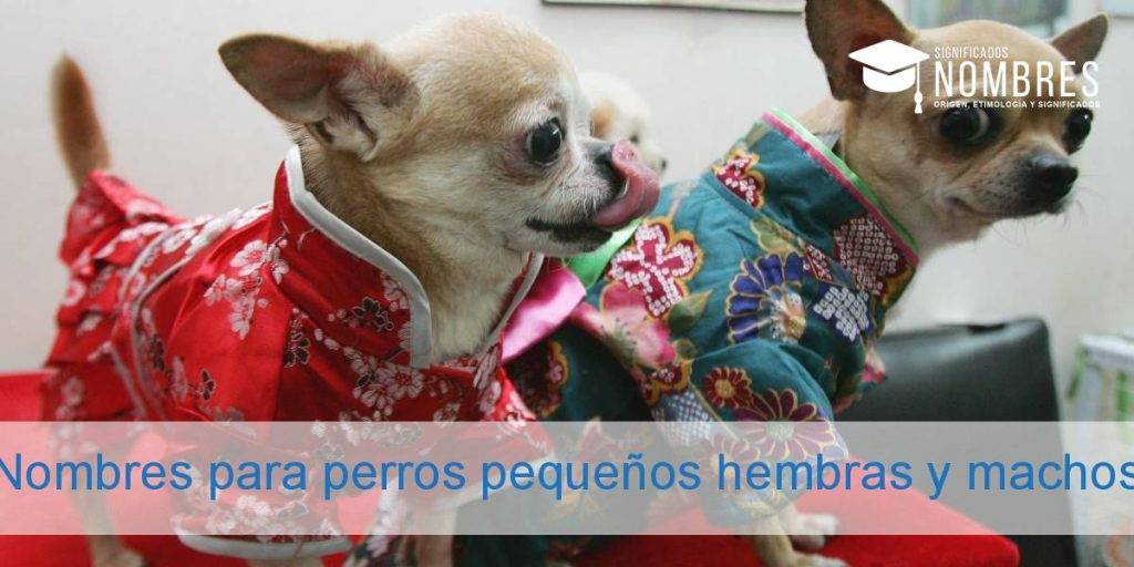 nombres de perrita pincher - Nombres ideales para perritos Pinscher y Pinscheras