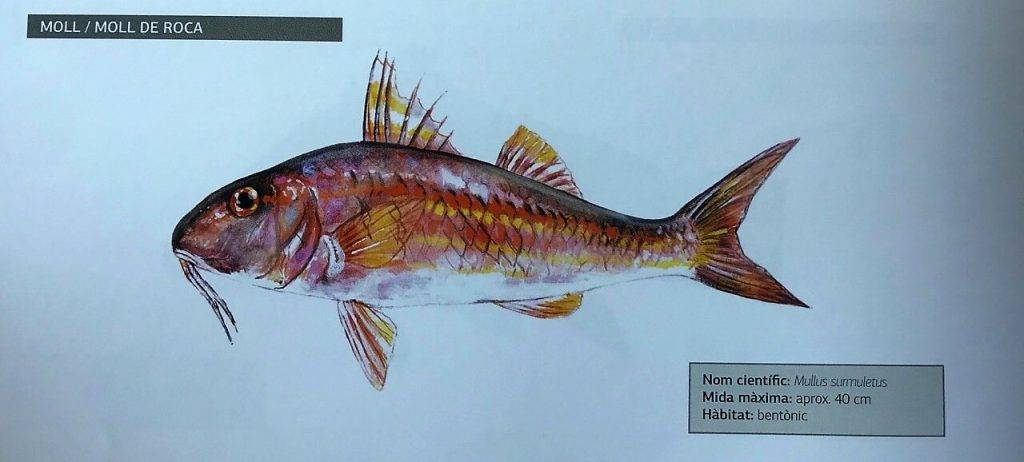 nombres de pescado de roca - Peces de Roca en el Mediterráneo: Nombres y Especies en España