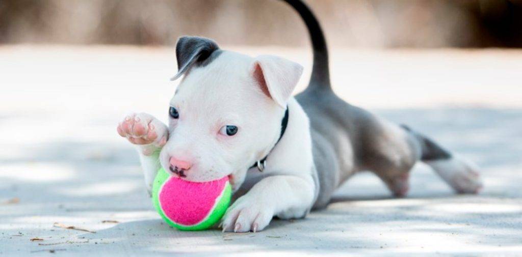 nombres para american bully - Nombres para American Bully originales y populares