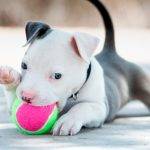 Nombres para American Bully originales y populares