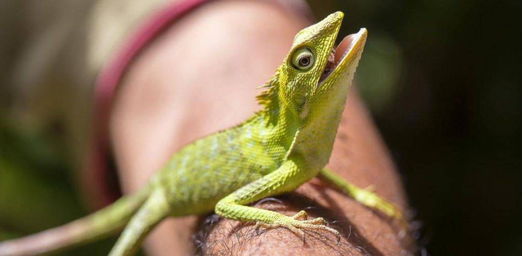 nombres para lagartijas - Títulos: Nombres creativos para tus mascotas reptiles