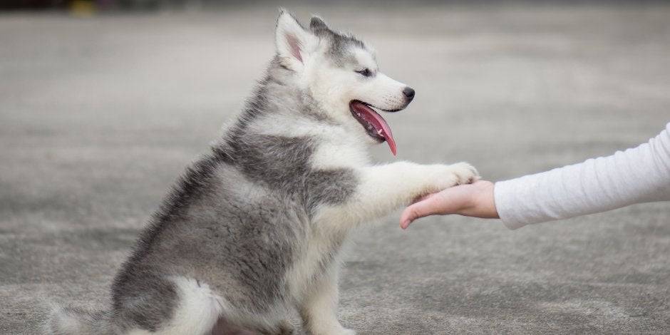 nombres para perritas en otros idiomas - Qué nombres árabes bonitos sugerirías para una perra