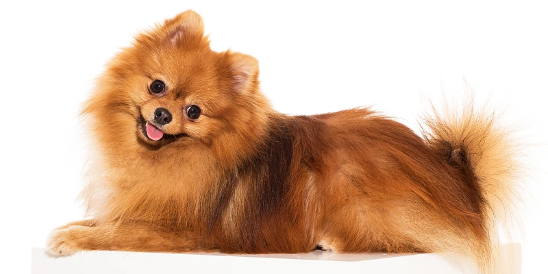 nombres para perros pomerania - Necesitas ideas únicas para nombrar a tu Pomerania