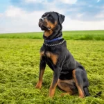 Qué nombres le podrías dar a tu Rottweiler macho o hembra