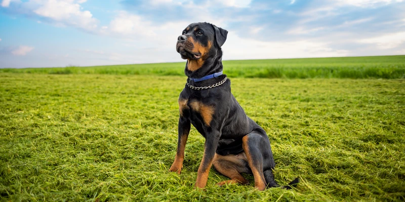 nombres para rottweiler - Qué nombres le podrías dar a tu Rottweiler macho o hembra