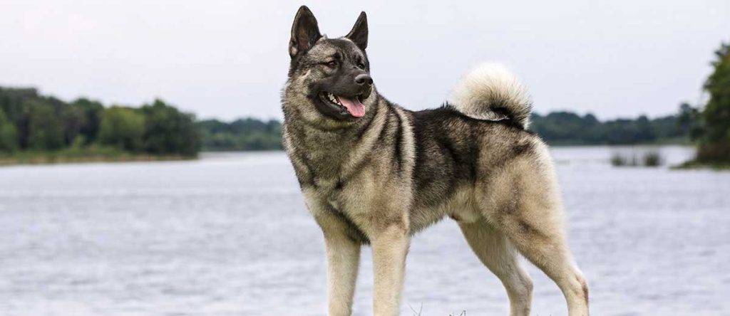 norwegian elk hound - Descubre el Cazador de Alces Noruego: El Elkhound de Noruega