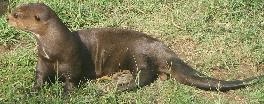 nutria gigante tamano - Qué características destacan en la nutria gigante