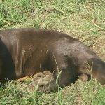 Qué características destacan en la nutria gigante