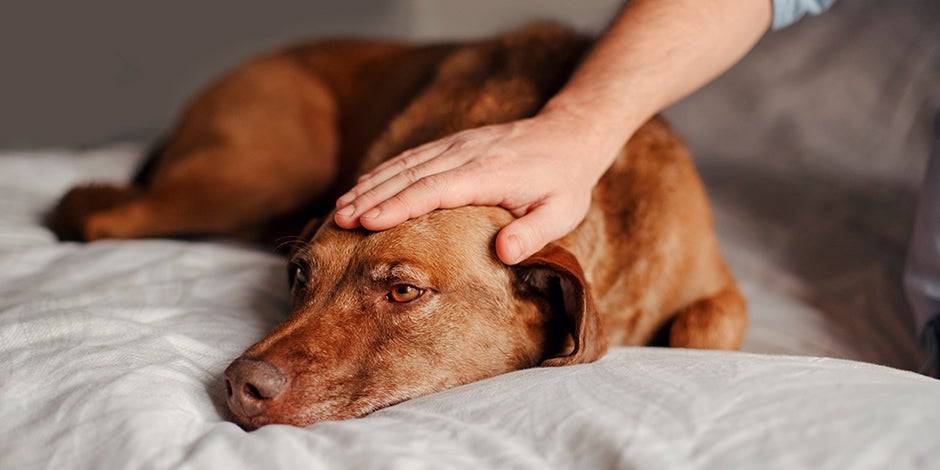 ojos rojos perro cansancio - Por qué mi perro tiene los ojos rojos y llorosos