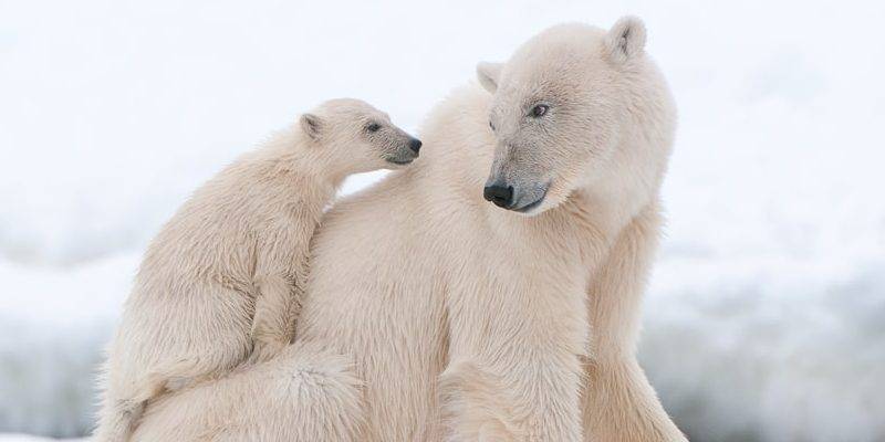 oso polar cria - Cómo se crían los osos polares a sus crías en su hábitat natural