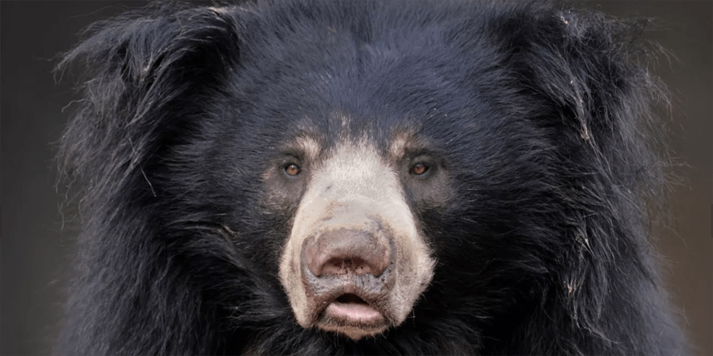 osos bezudo - Conoces al oso bezudo, el perezoso gigante de los bosques