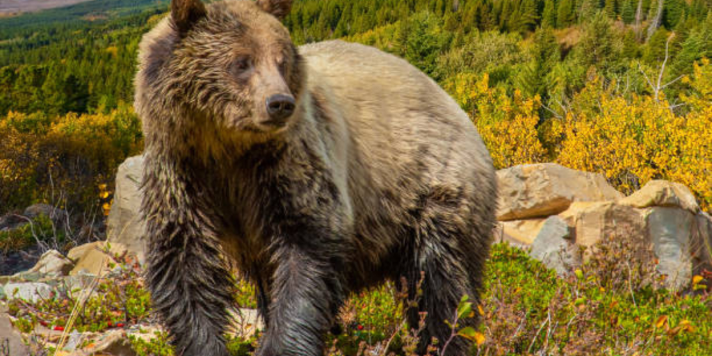 osos tipos - Conoces las especies de osos y sus particularidades