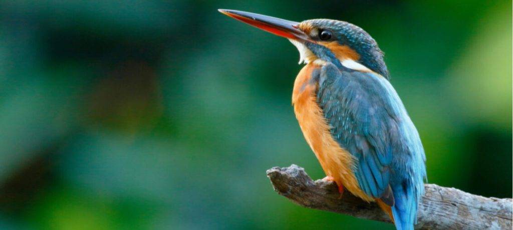 pajaros argentinos - Cuáles son las aves más fotogénicas de Argentina