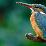 Cuáles son las aves más fotogénicas de Argentina