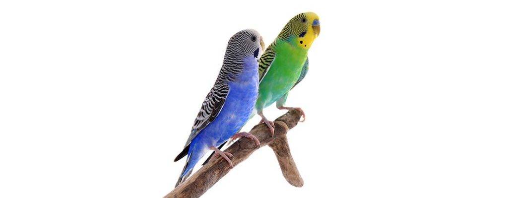 pajaros de compania - Qué aves son las mejores mascotas para tener en casa