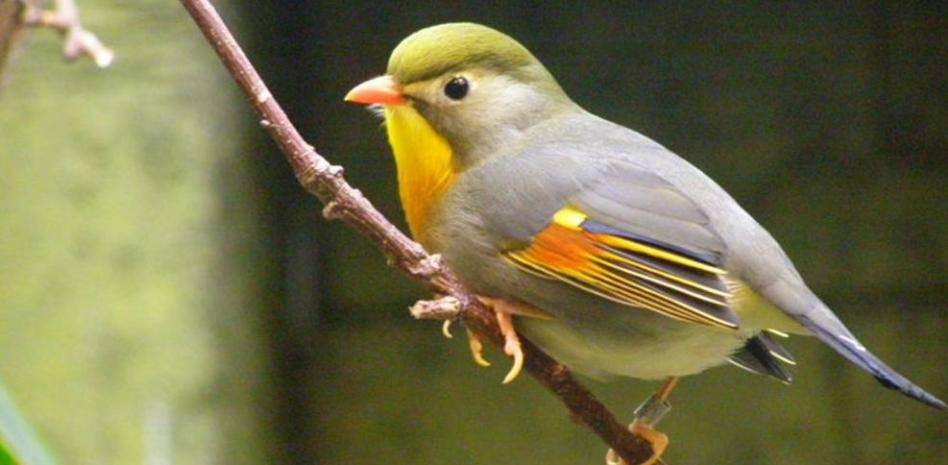 pajaros exoticos pequenos - Conoces los Pájaros Tropicales Exóticos más Pequeños